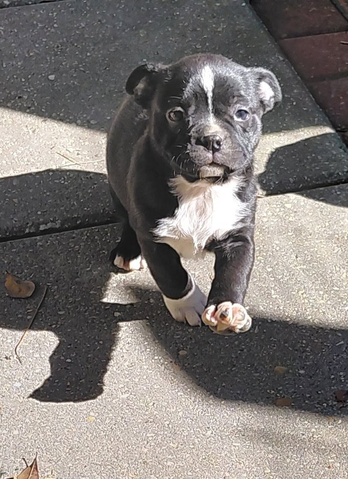 Boston terriers image 12
