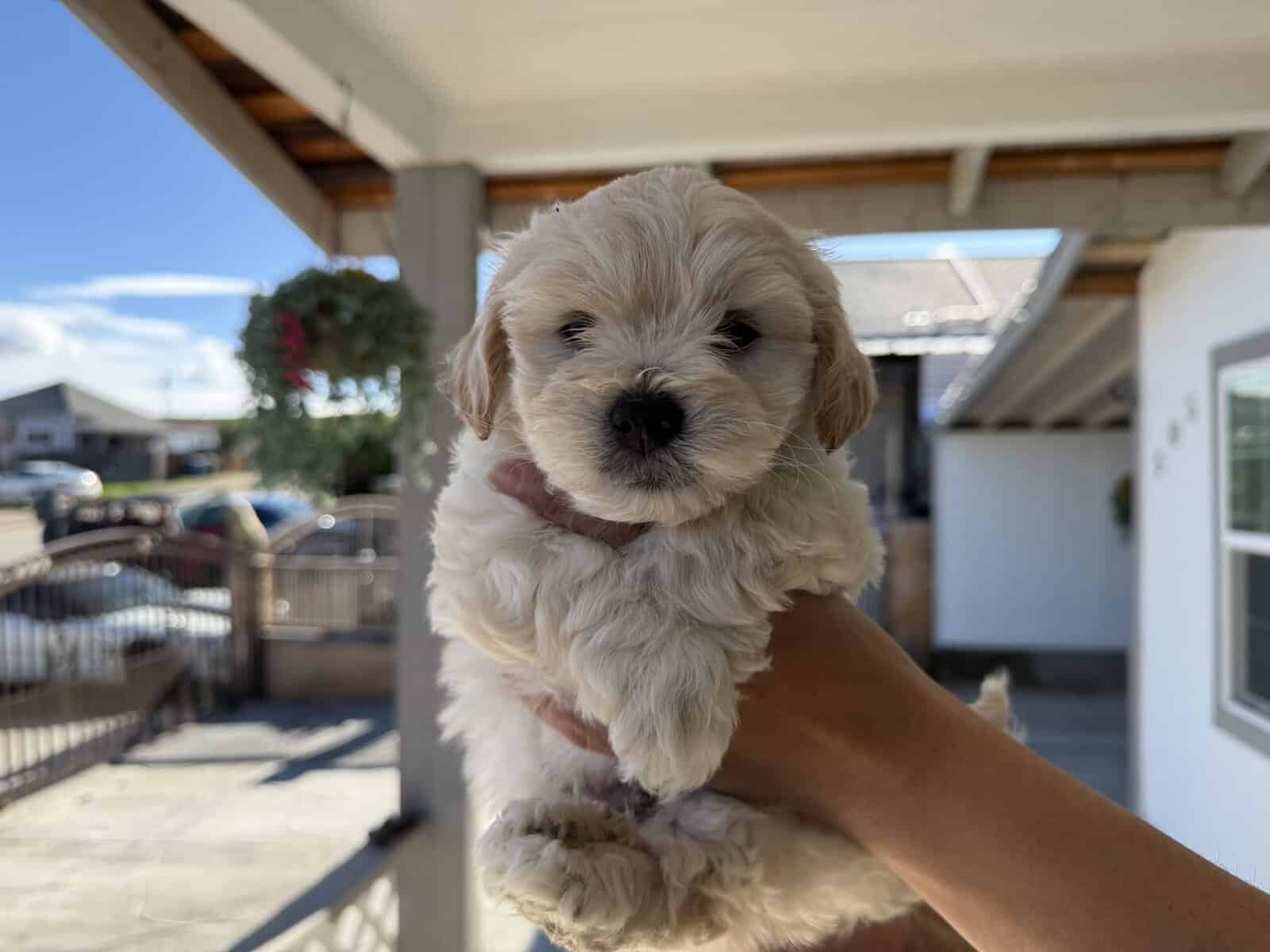 Puppies for sell image 3