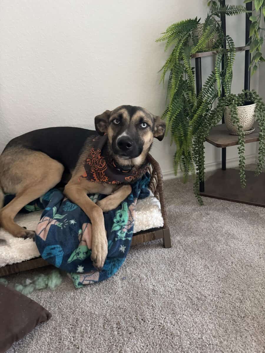 Rehome image 3