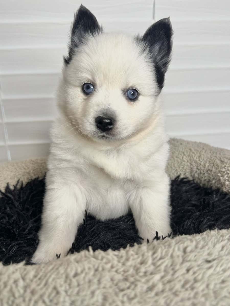 Pomsky puppies image 4