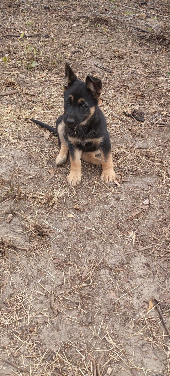Registered German Shepherd Puppies image 6