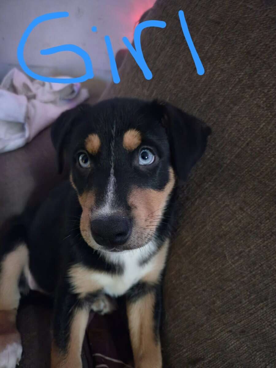 Husky/lab puppies image 2