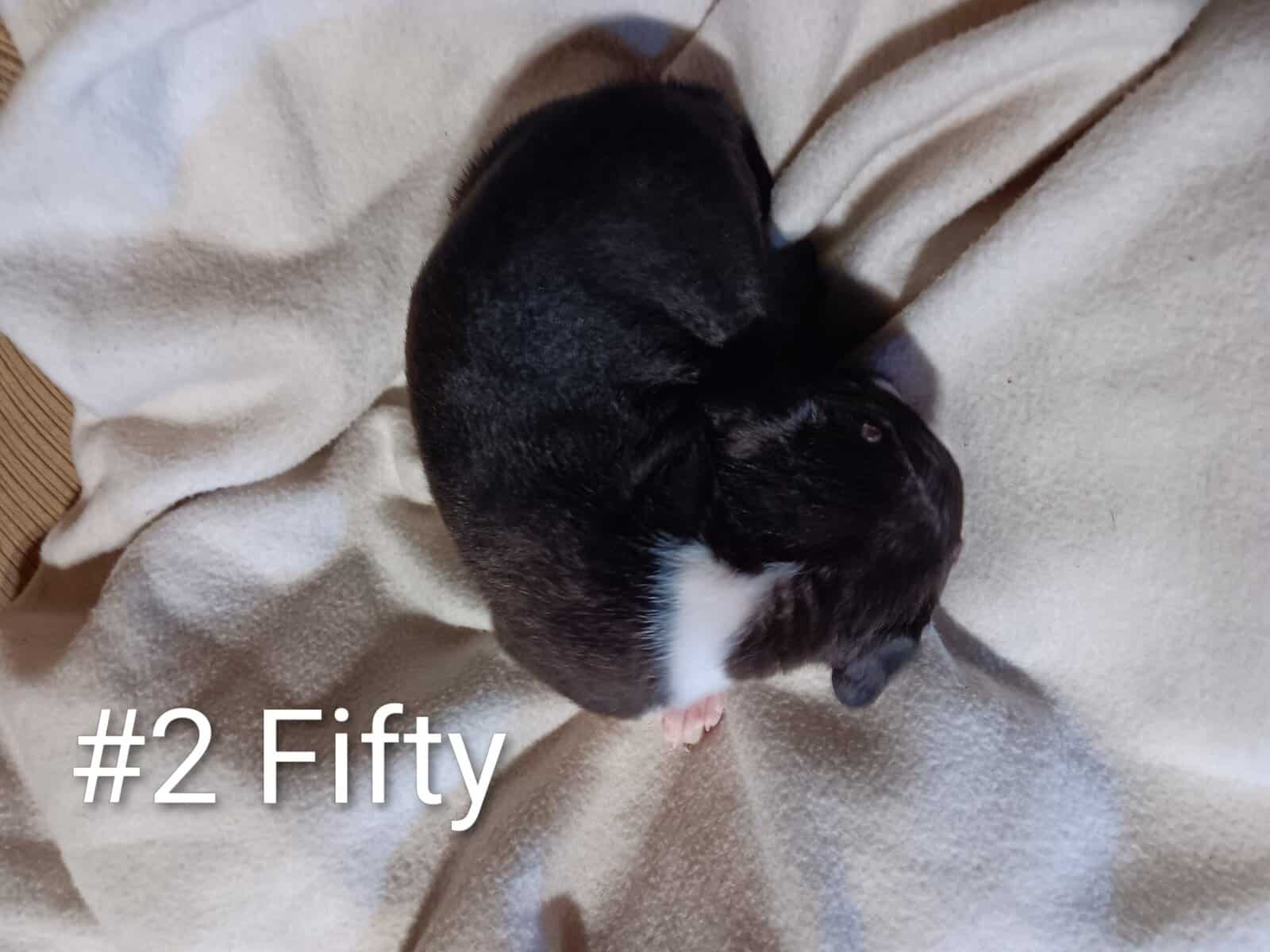 Pit bull puppies image 3