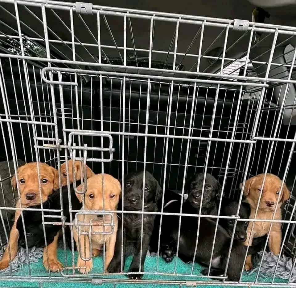 Labrador Retriever puppies Available image 1