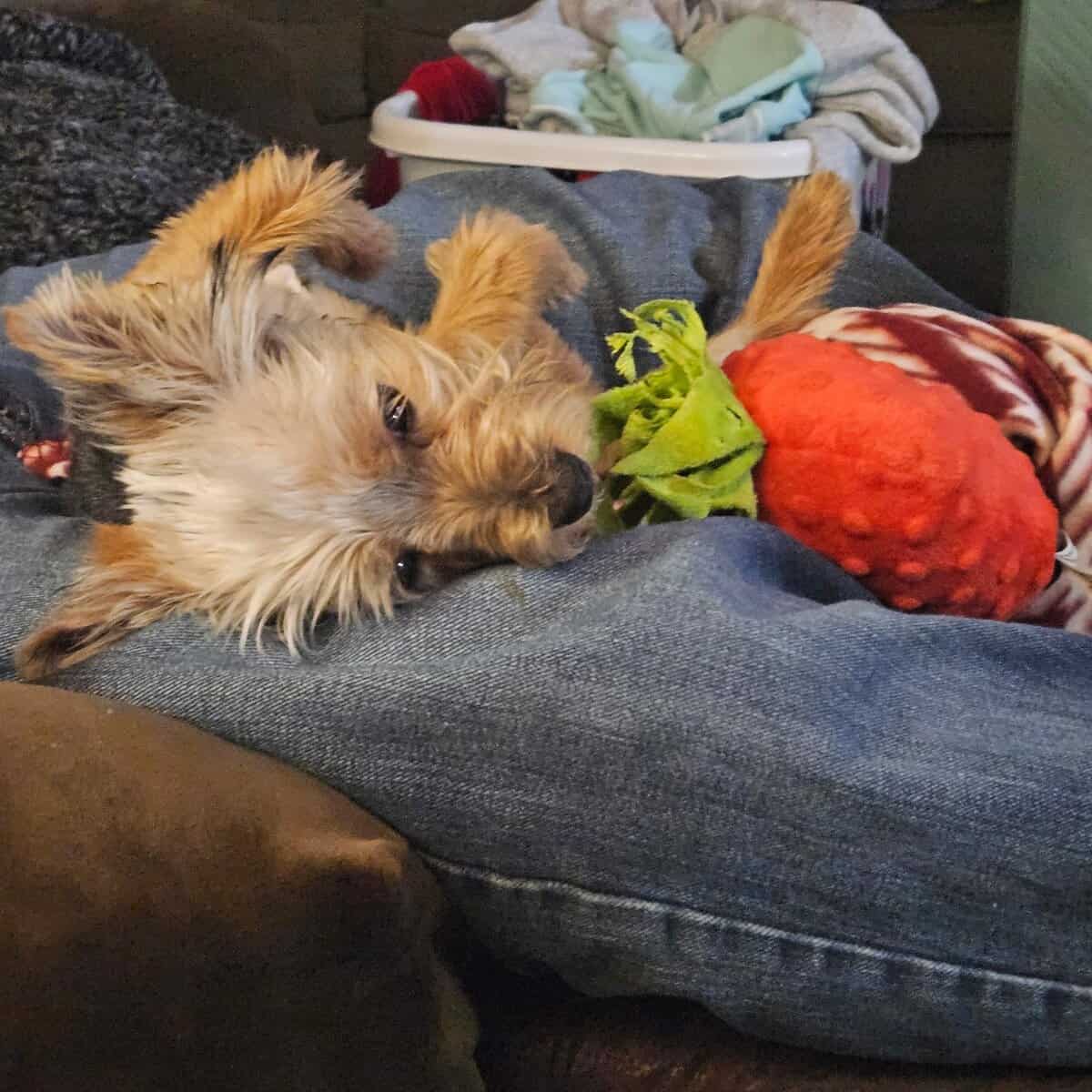 Loveable Yorkie image 2