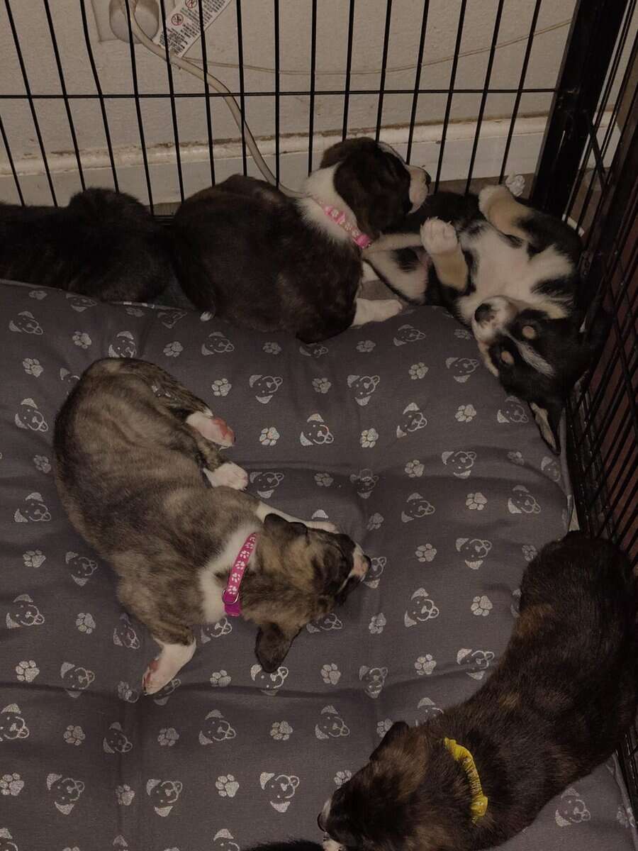 6 puppies image 3