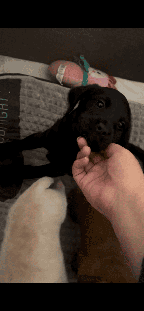Two puppie litters golden doodles mix image 5