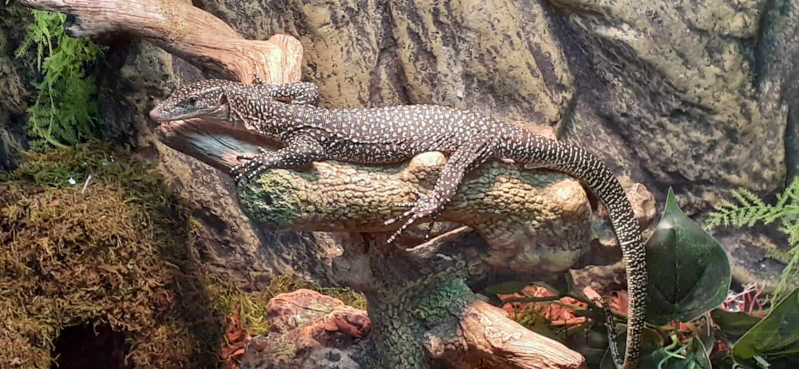 Mangrove Monitor for Sale image 3