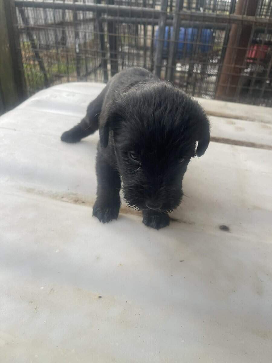 Giant Schnauzer image 6