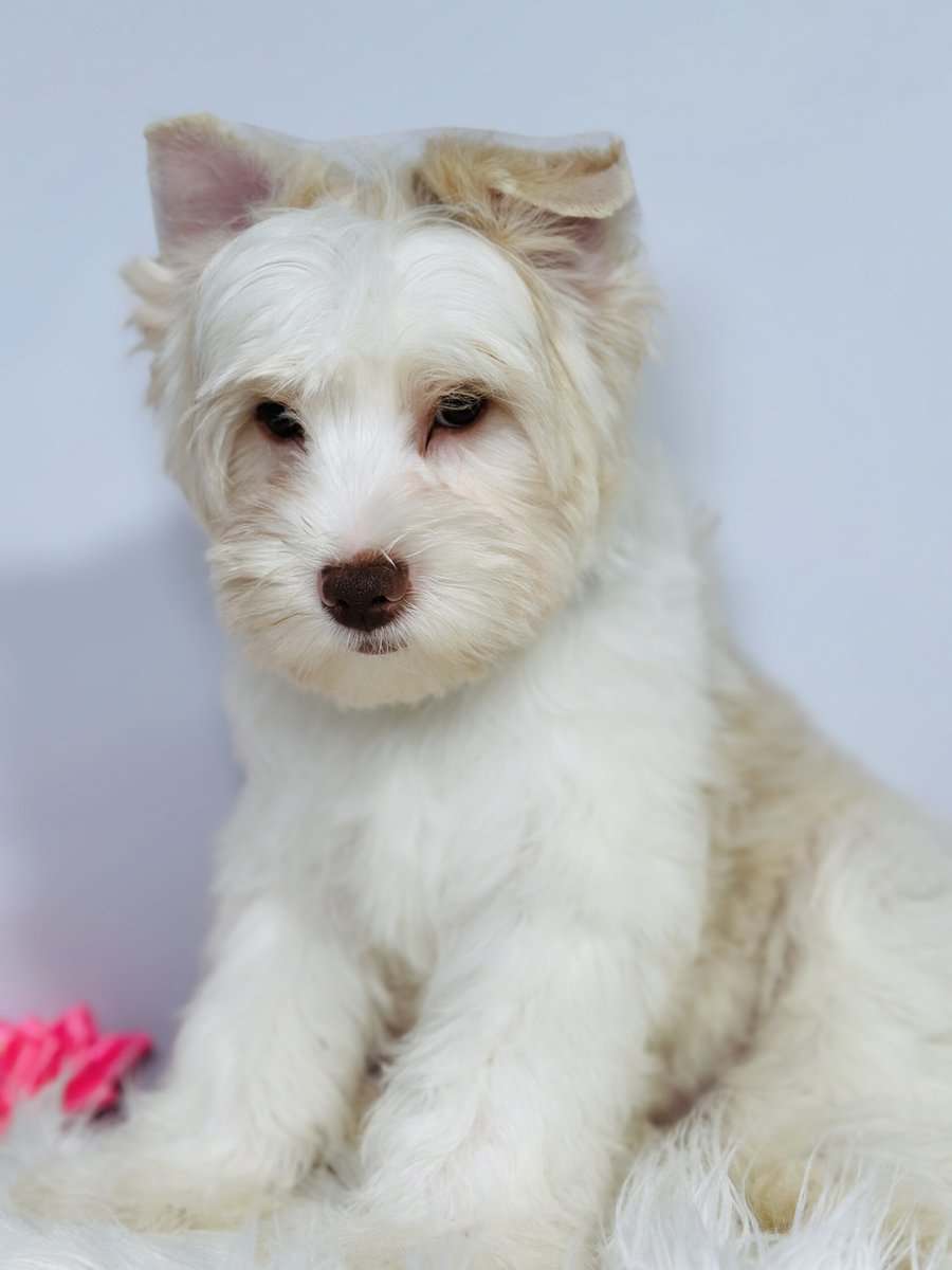 Blonde chocolate yorkie image 6