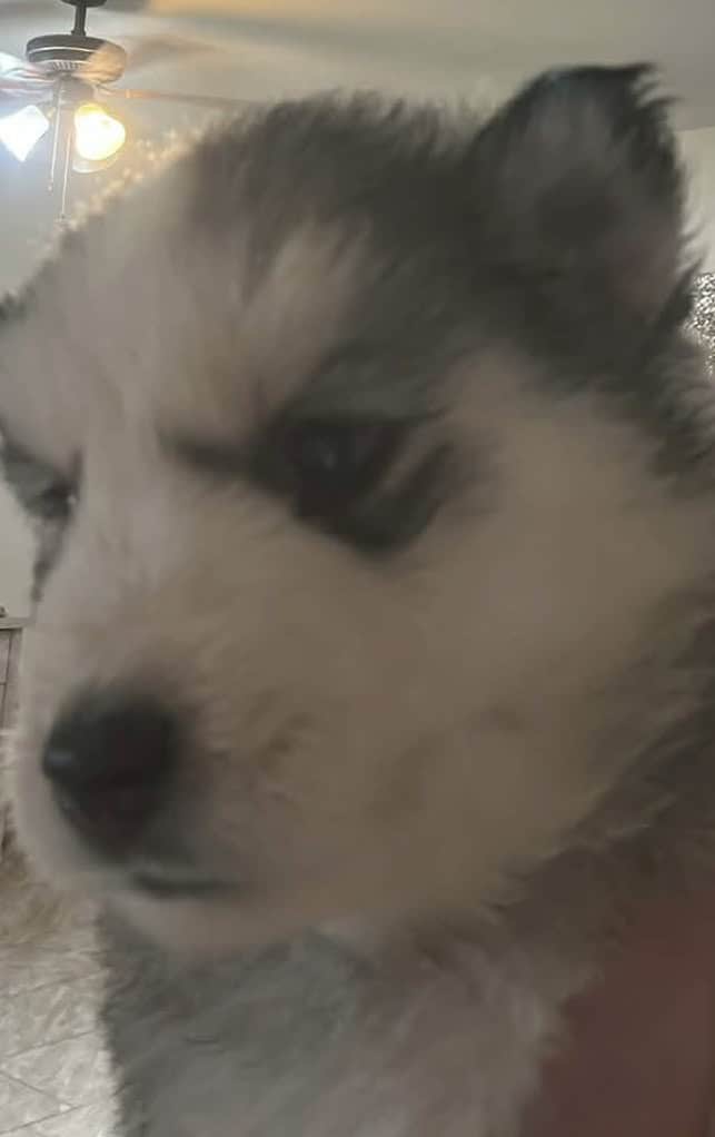 Husky’s image 1