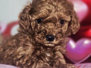 Red Toy Poodle Puppies