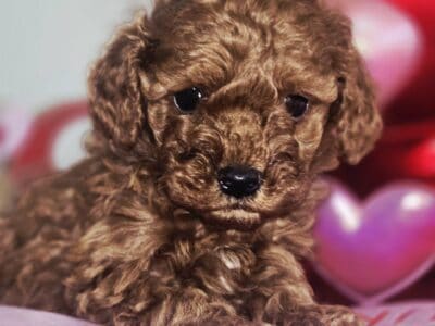 Red Toy Poodle Puppies