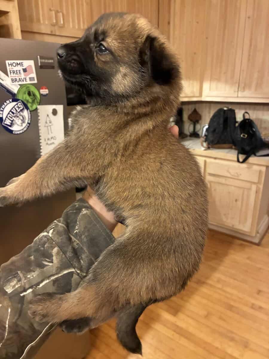 Belgian Shepherd Puppies image 2