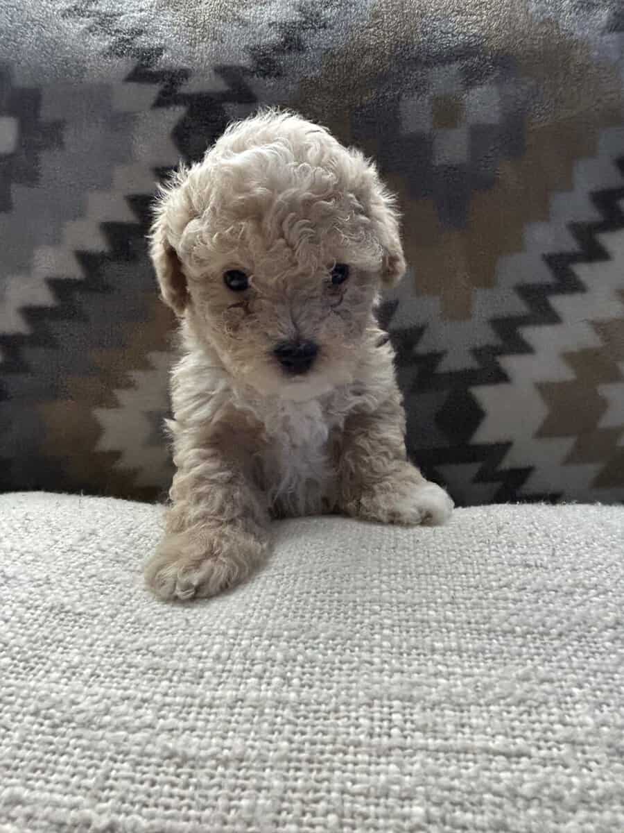 maltipoo puppies image 1
