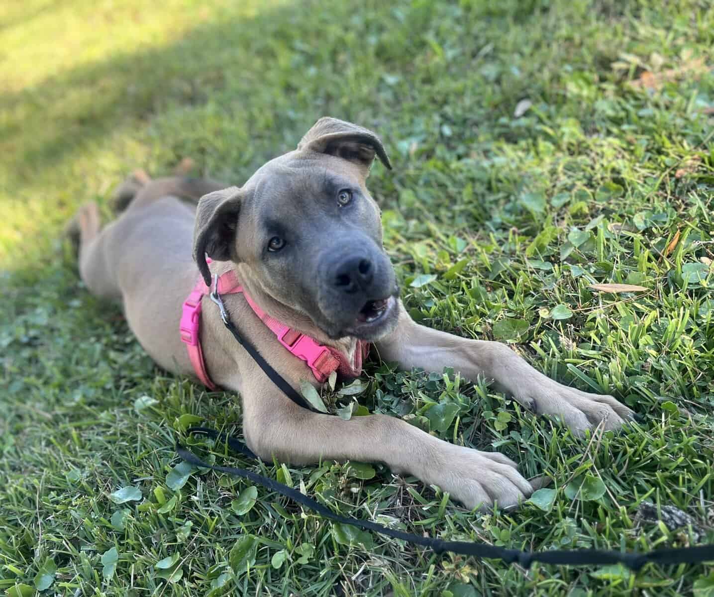 ADOPT A DOG image 3