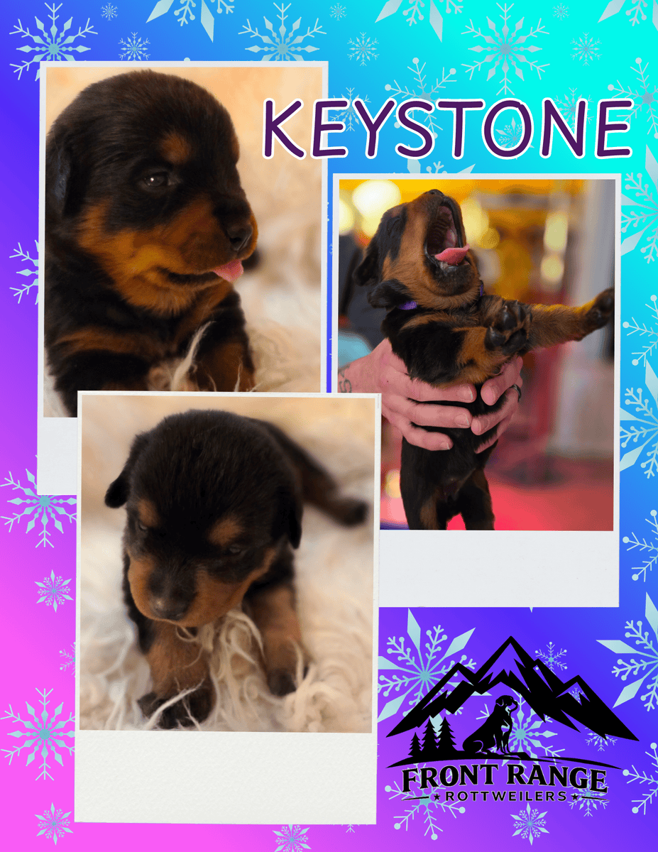Front Range Rottweilers Looking For Loving Homes image 8