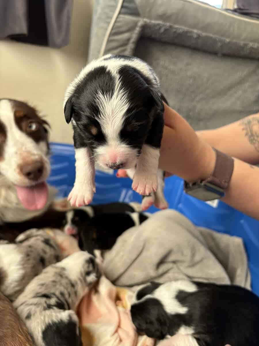 Australian Shepherd Puppies image 7