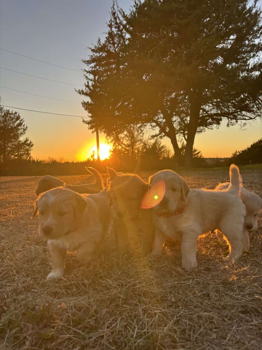 Golden Puppies Need Homes!! image 10