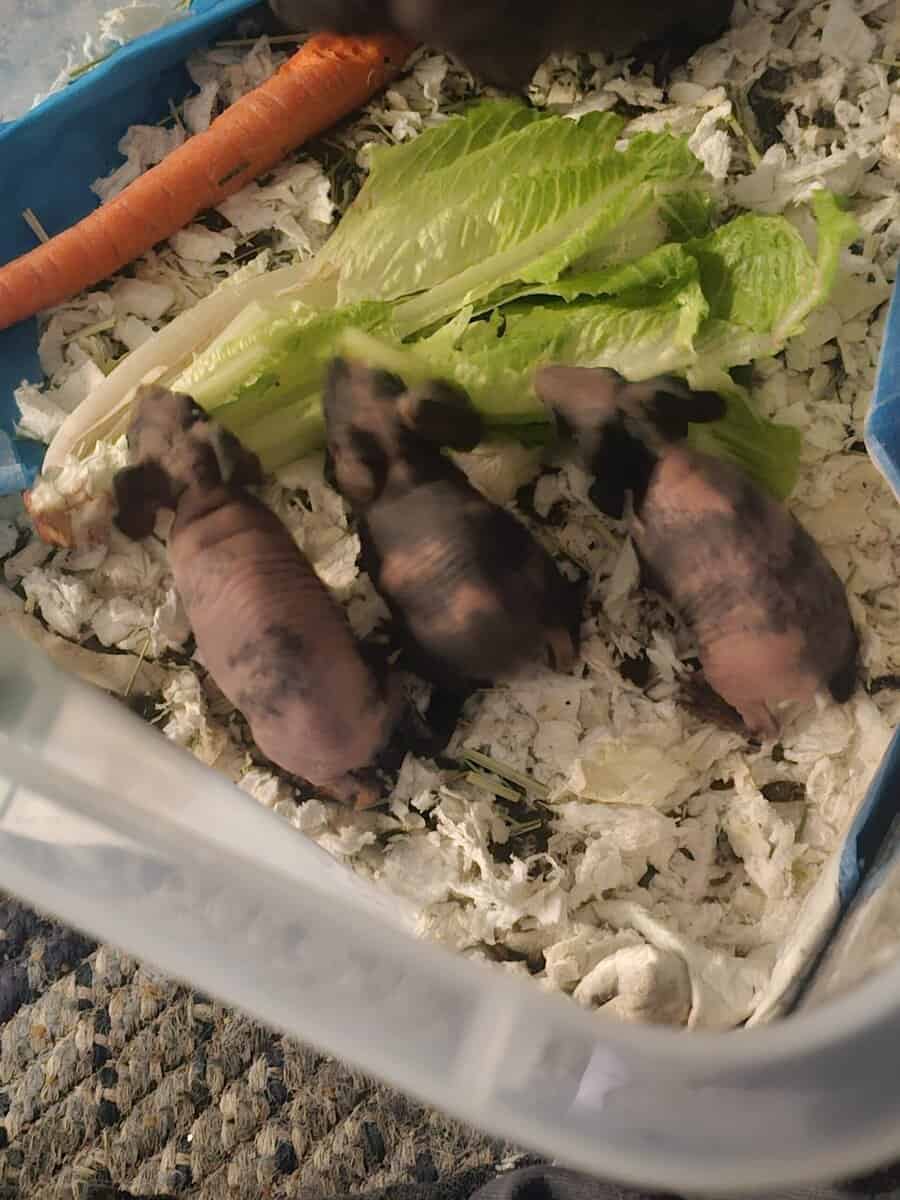 Skinny pig babies for rehoming image 2