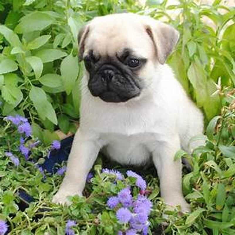 Chicago PUG Baby. True Clown!!! image 1