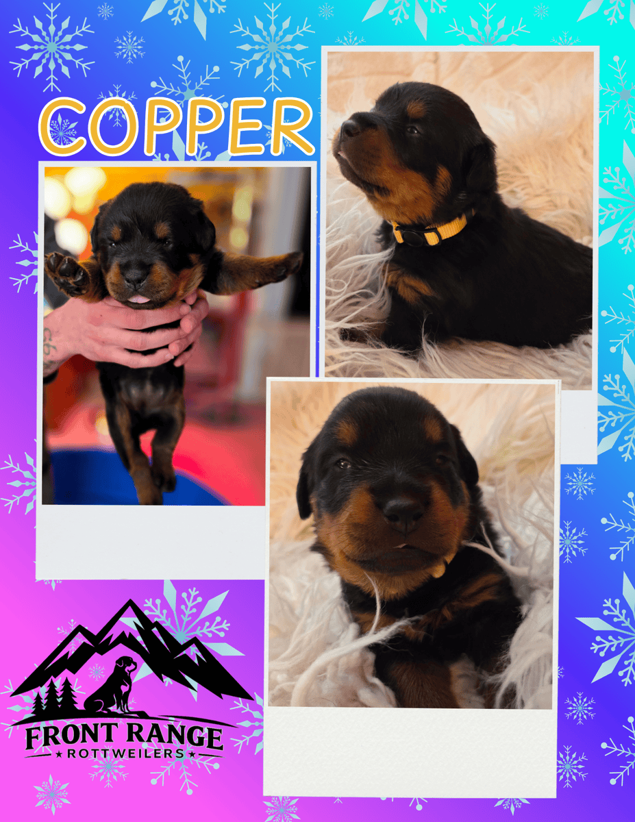 Front Range Rottweilers Looking For Loving Homes image 11