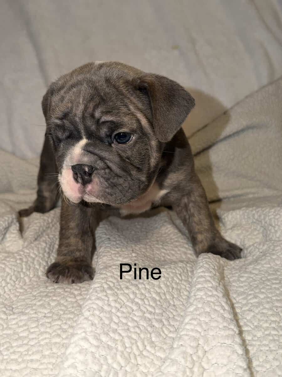 🐾 **Adorable English Bulldog Puppies ** 🐾 image 7