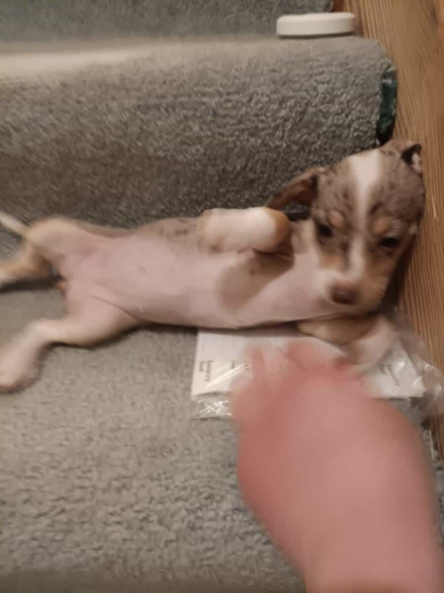 Chiweenie puppy 6/6 Merle image 2