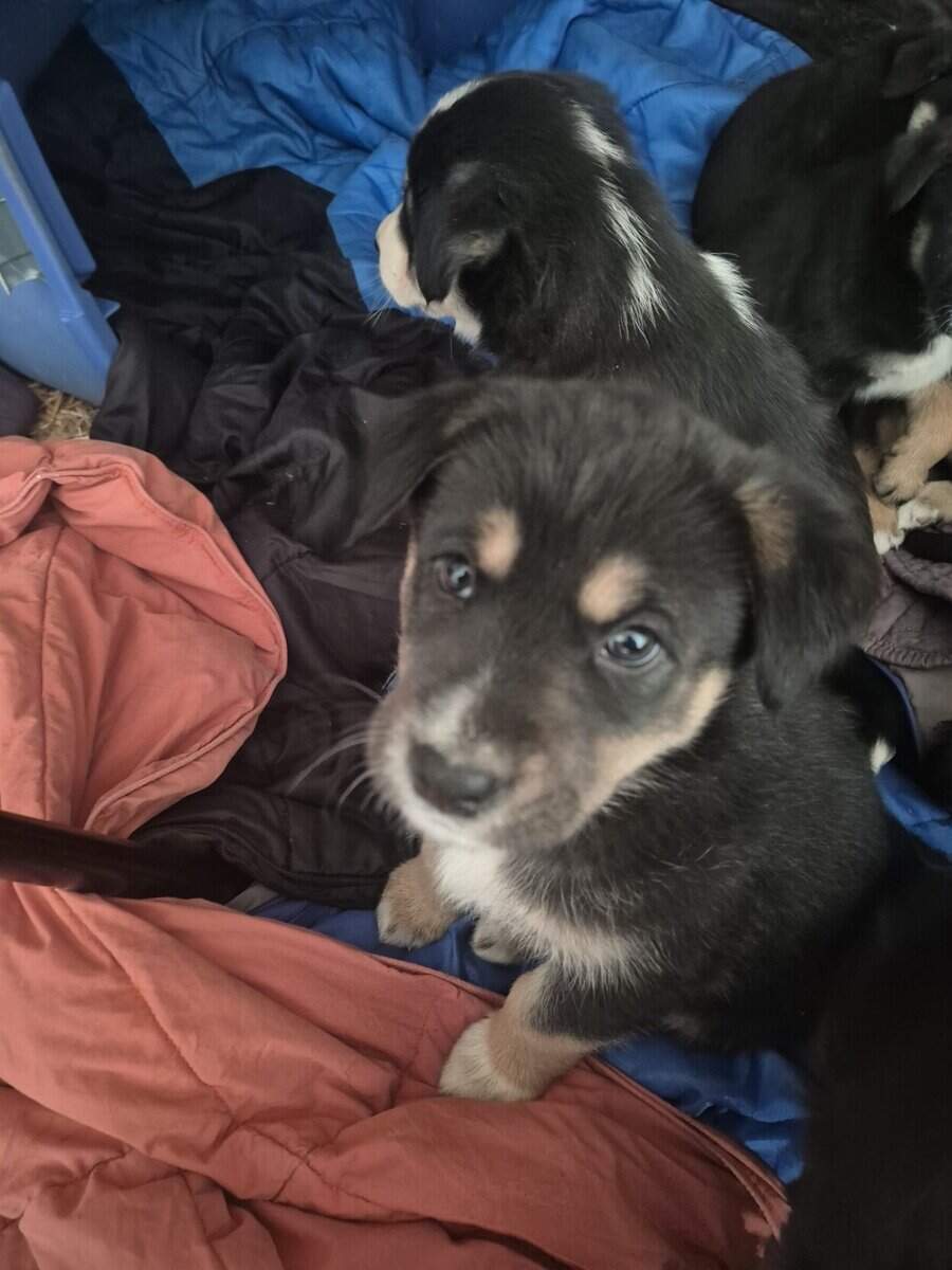Blue Heeler Mom and German Shepherd Dad puppies image 5