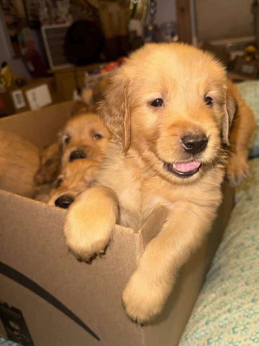 Hand Raised Golden Retrievers image 6