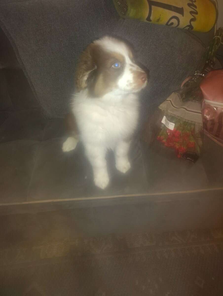 Australian Shepherd image 2