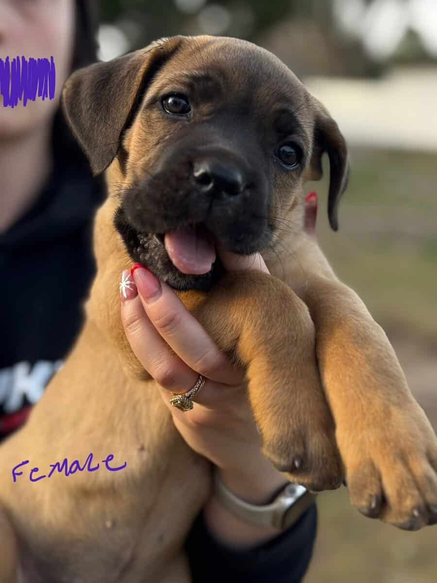 Cane Corso puppies image 11