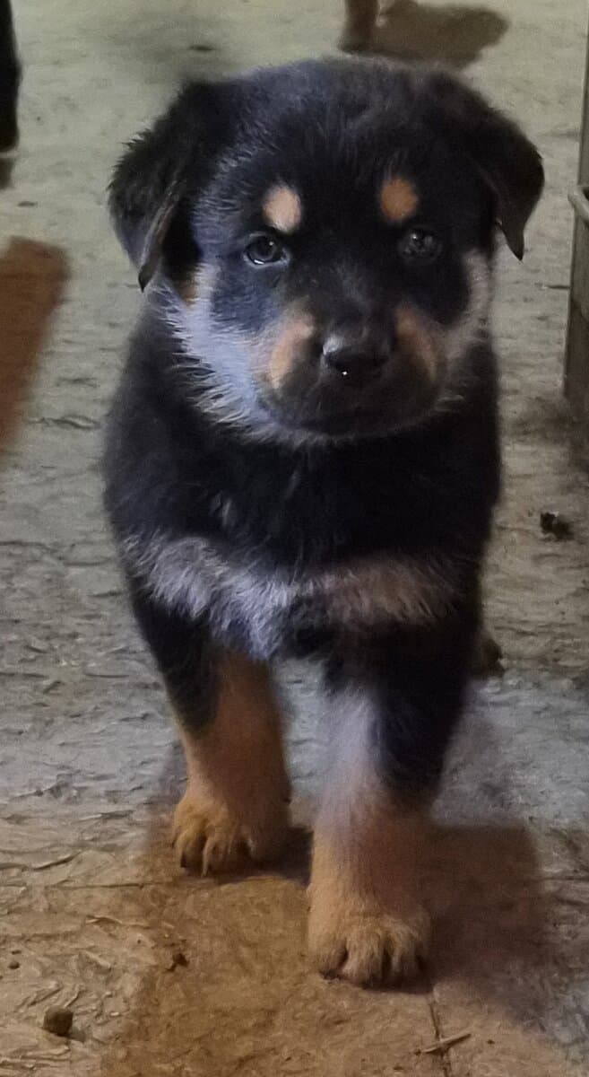 Shepweiler image 2