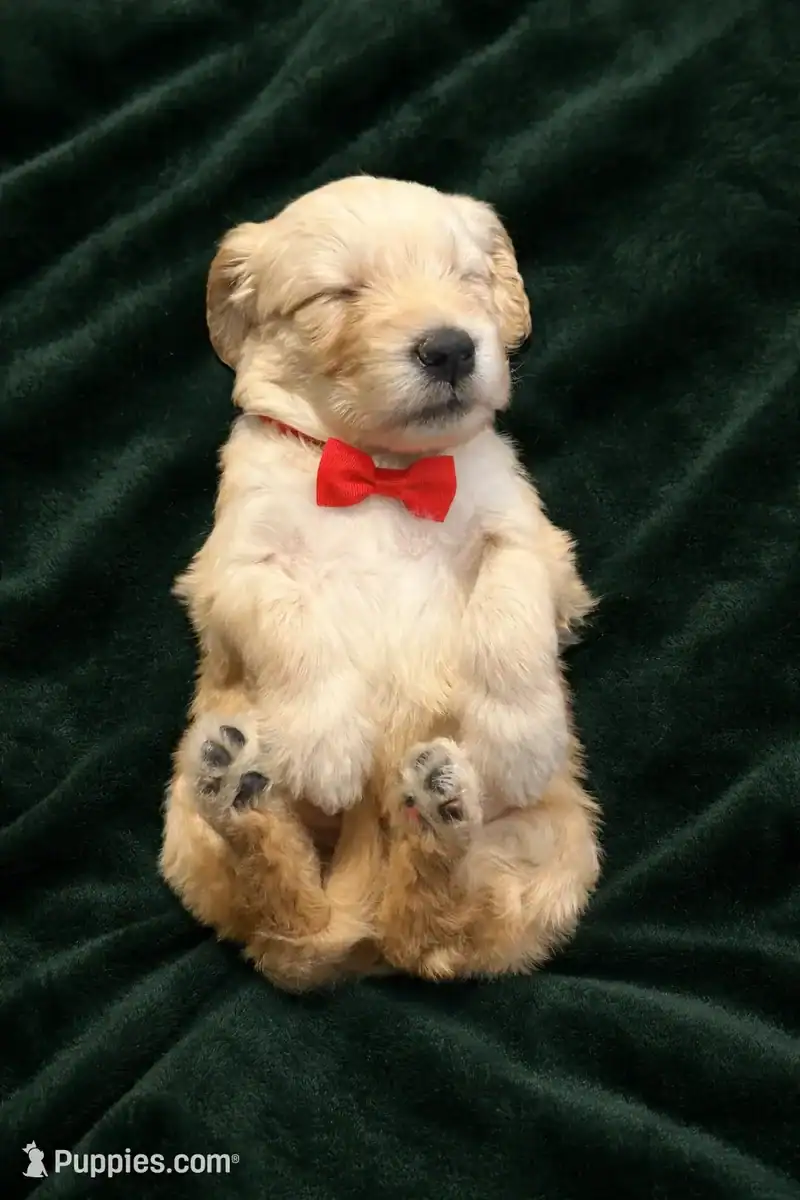 Goldendoodle Puppies Ready to go home! image 2