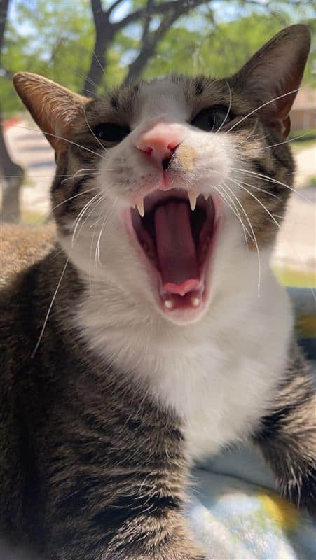 Looking for a forever home for loving cats image 5