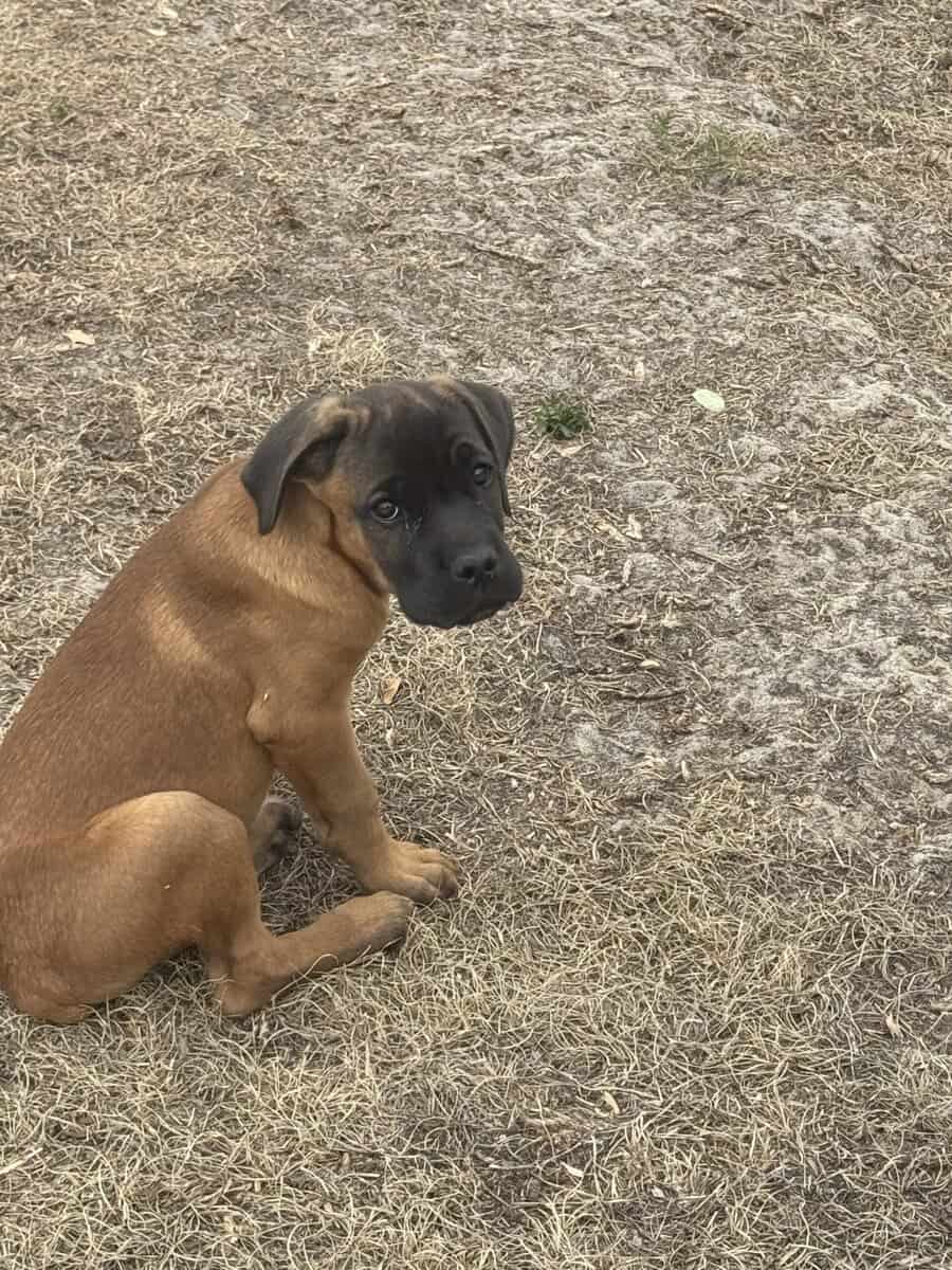 Cane Corso puppies image 24
