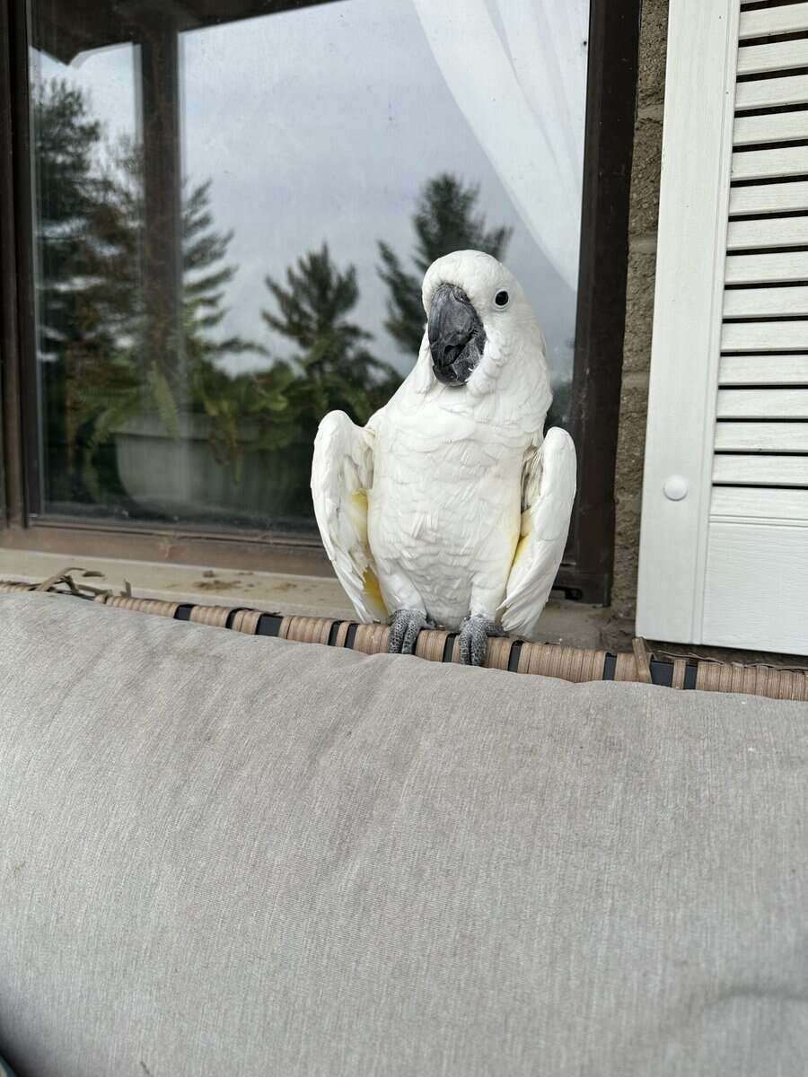 15 year old male umbrella cockatoo image 4