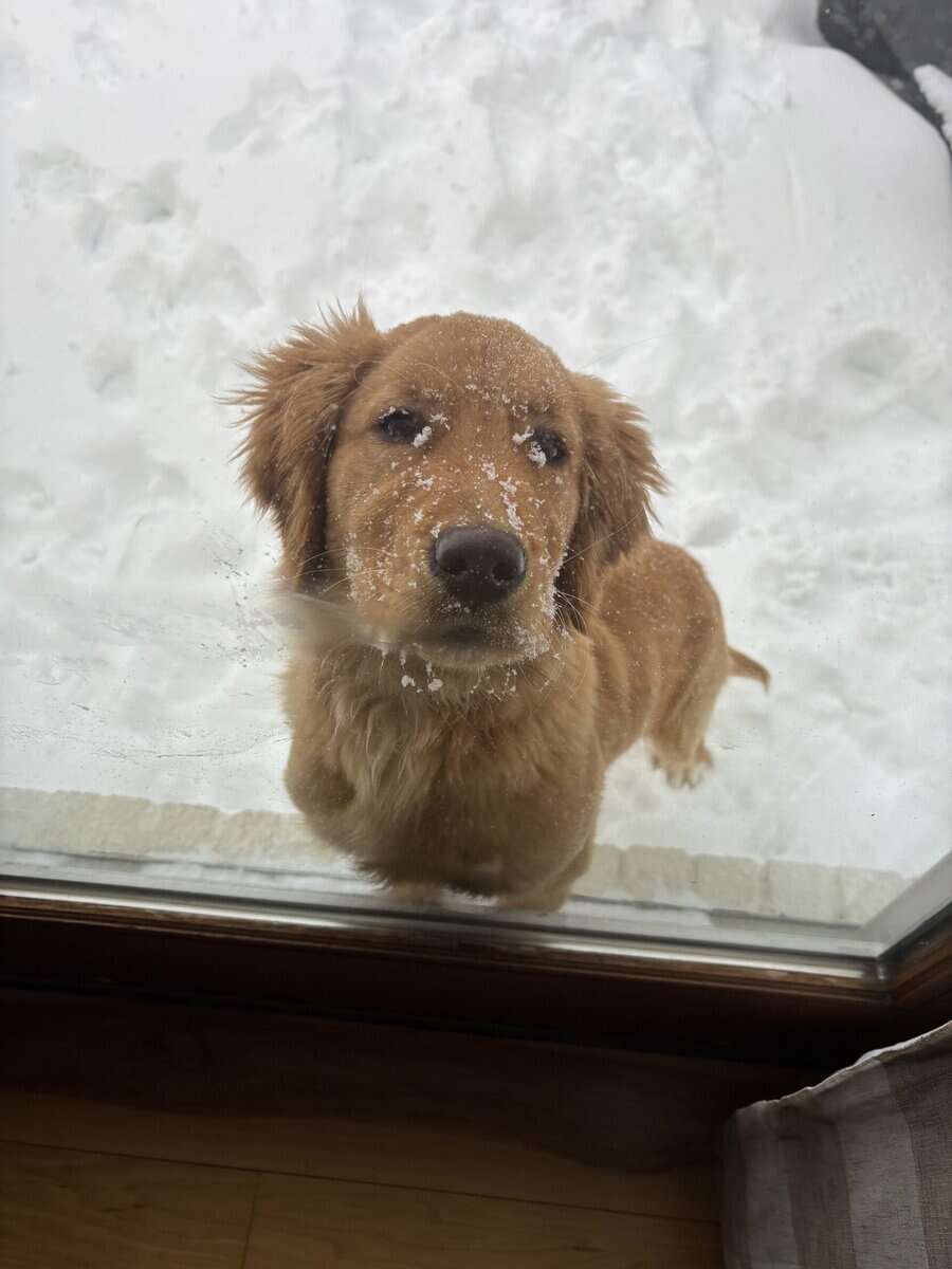 Puppy for sale image 2