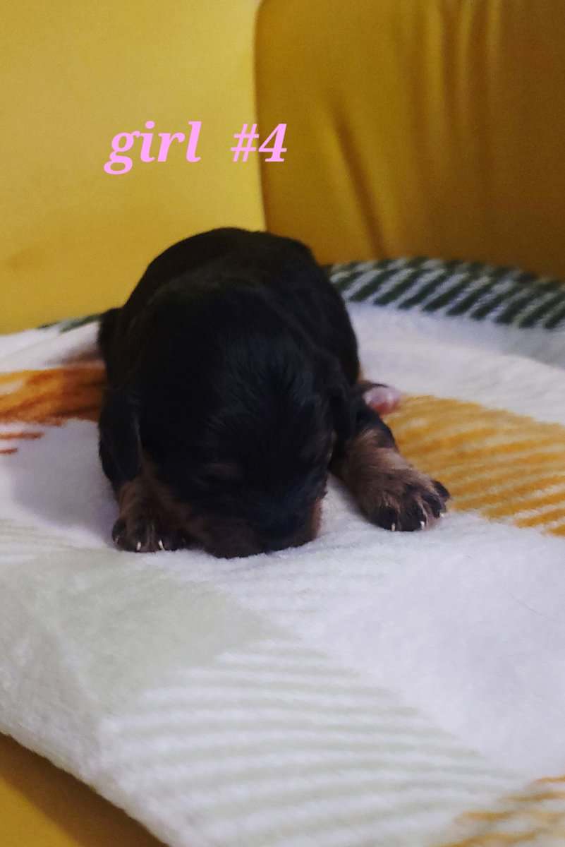 Janice- cavapoo image 6
