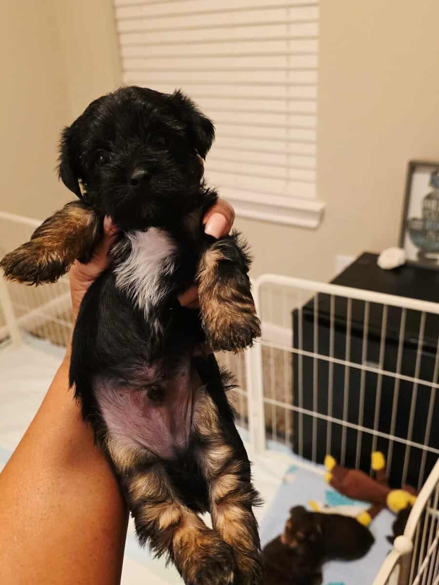 Yorkipoo Puppies 4 Sale- Ready to go home Feb.13❤️ image 3