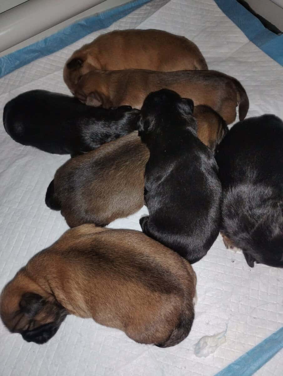 Hypoallergenic shipoo image 1