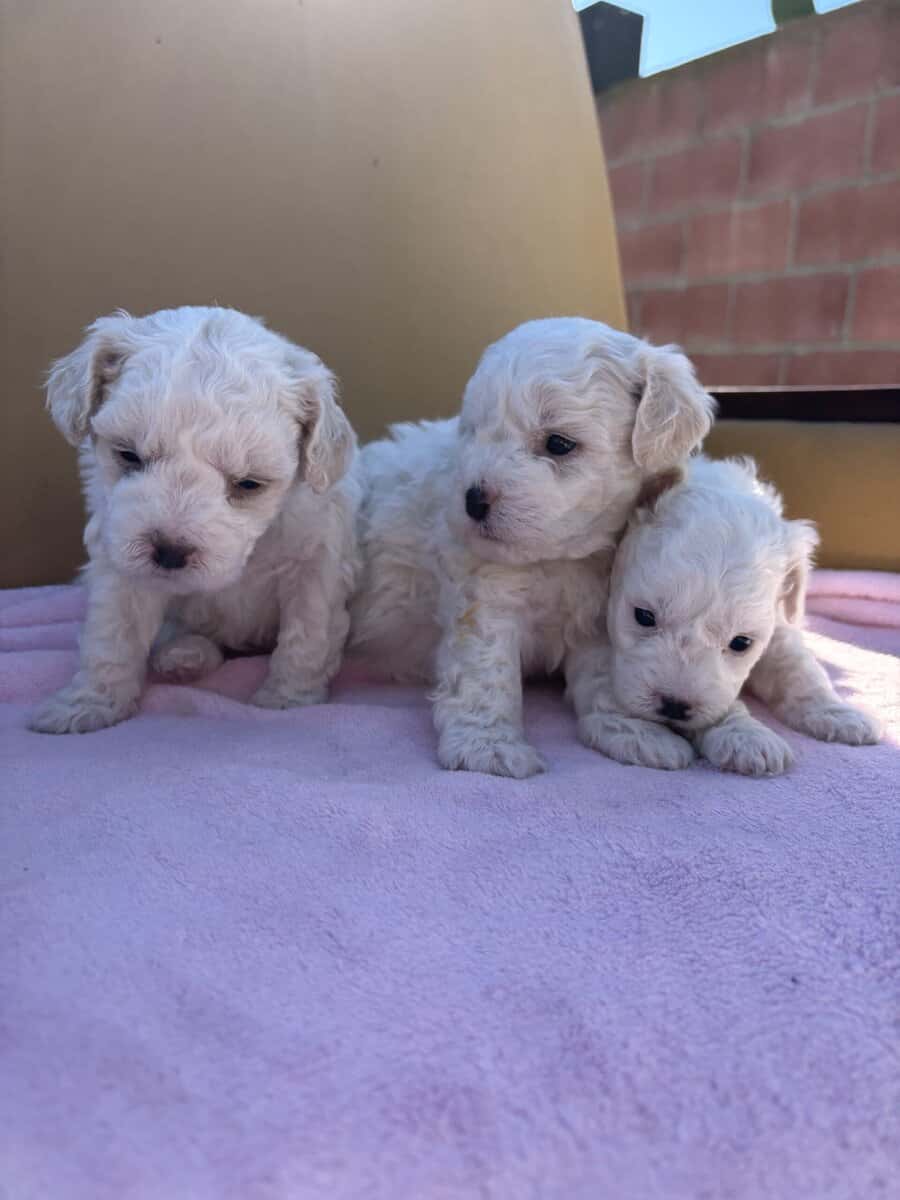 Puppies multipoo image 2