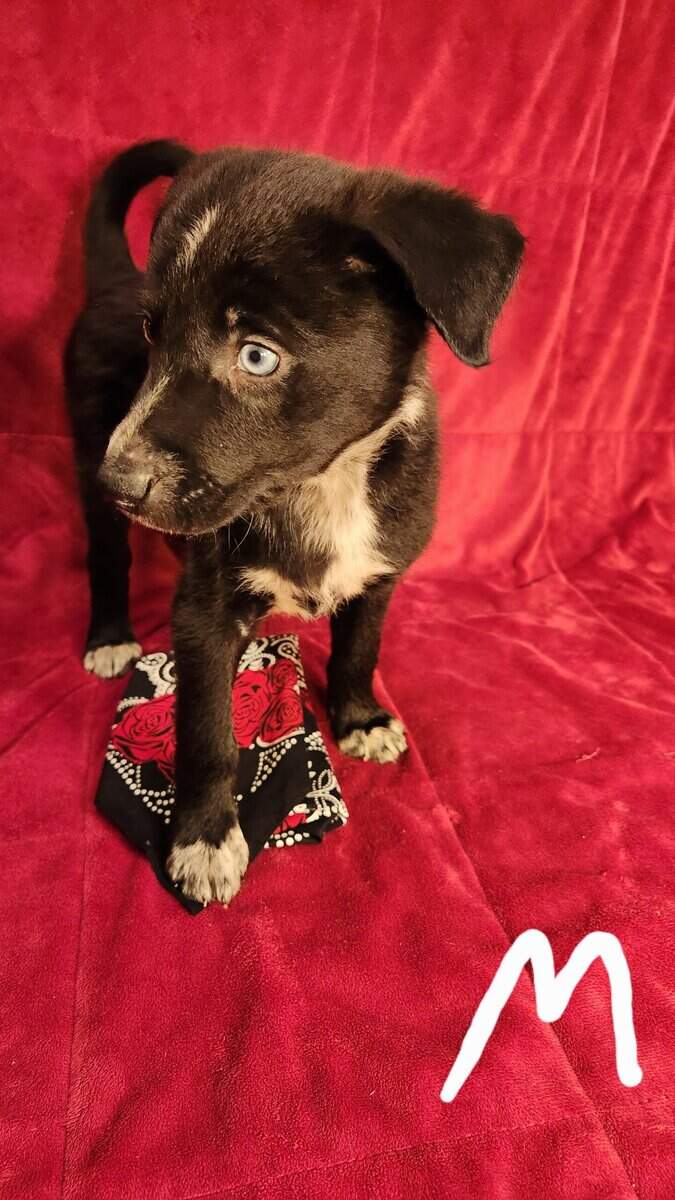 Aussie/ Collie image 3