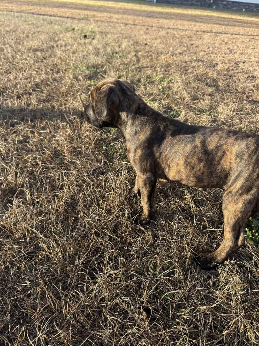 Cane Corso puppies image 1