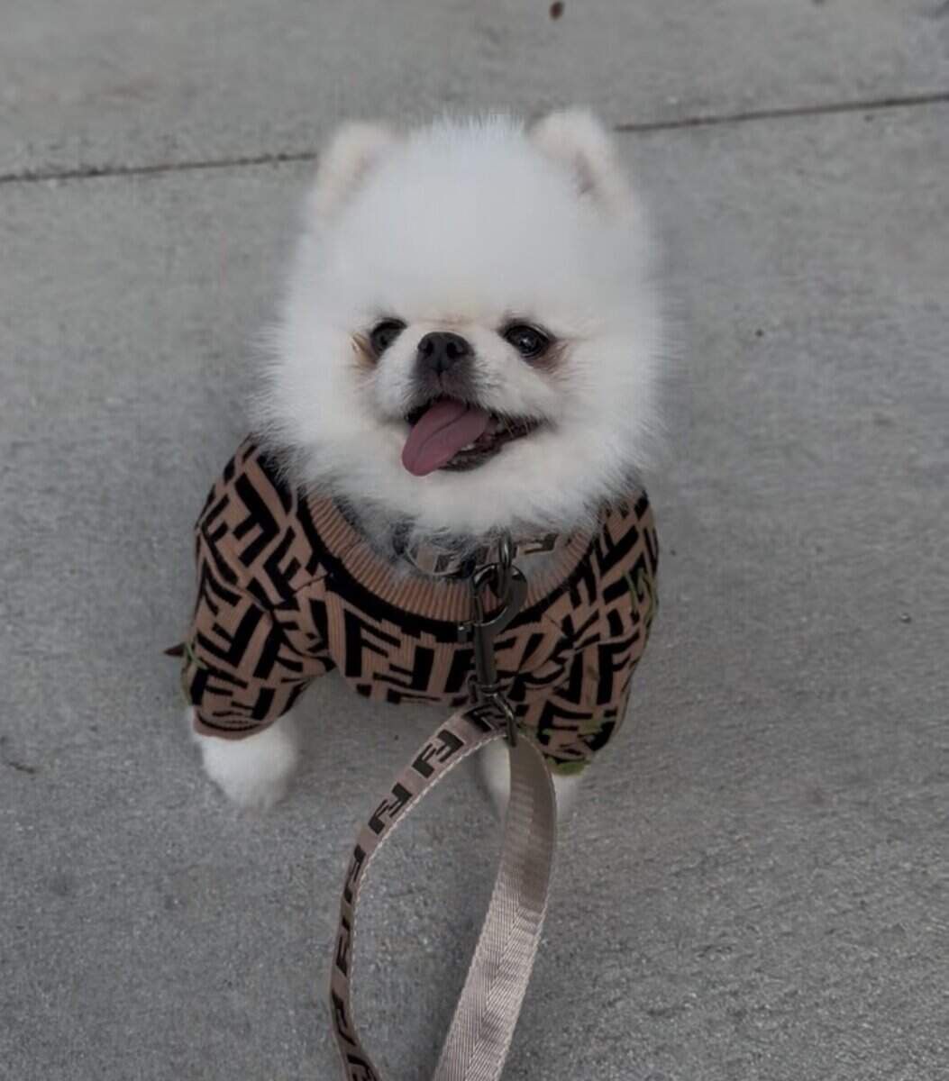white Micro Pomeranian image 1