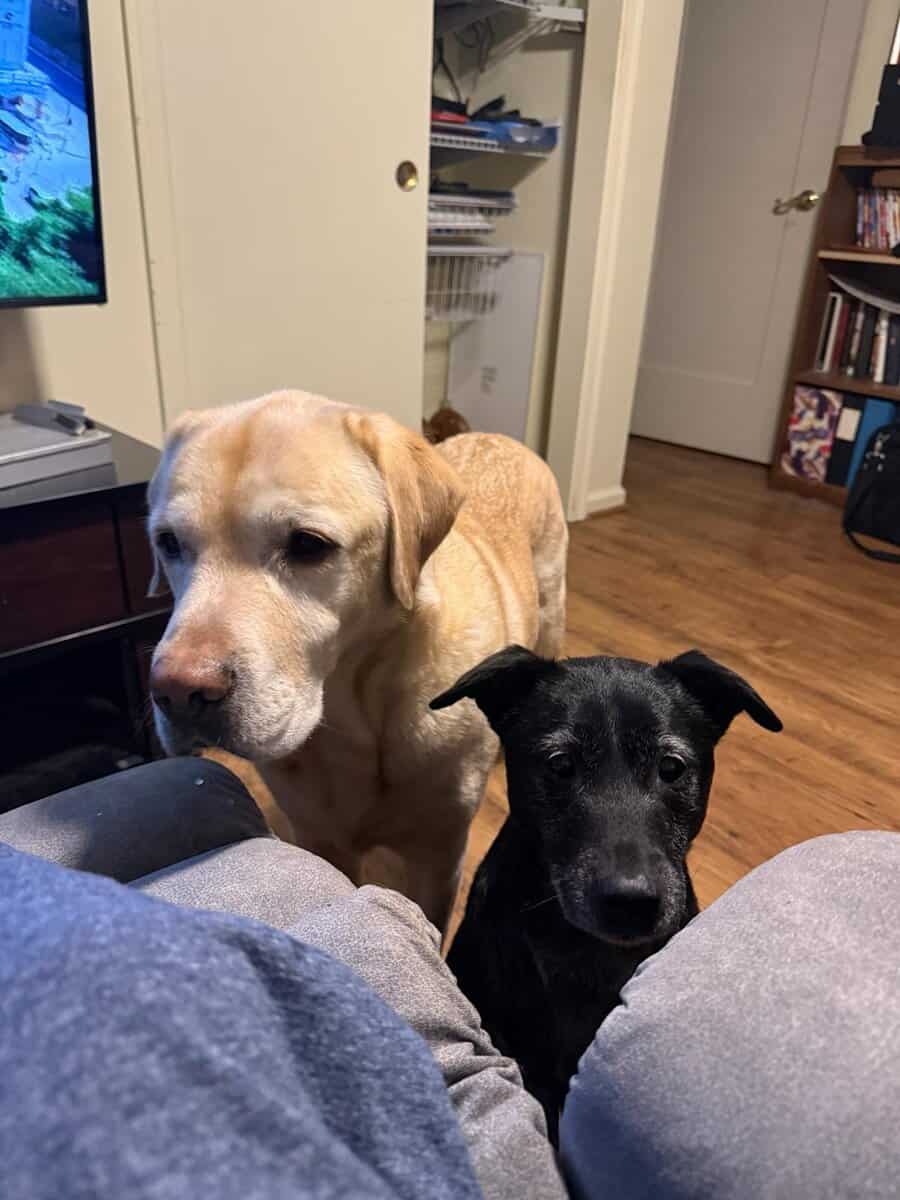Healthy Golden Retriever. Vet Checked, Friendly & image 2