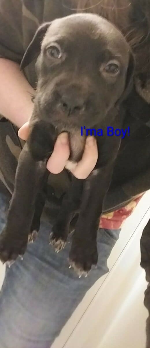 4 Puppies Needing a Forever Home image 4