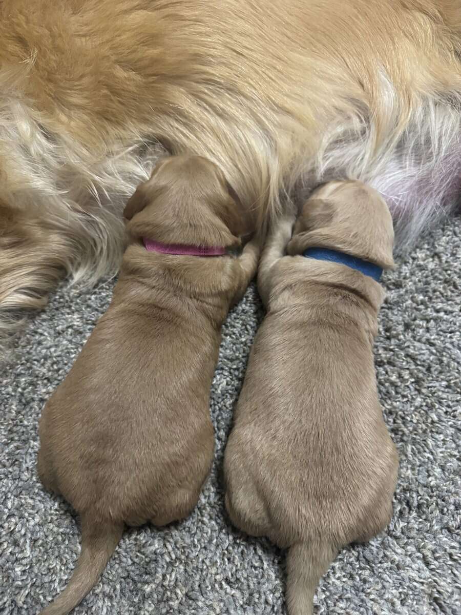 Golden retriever Puppies (RED/TRUE GOLD MIX) image 4