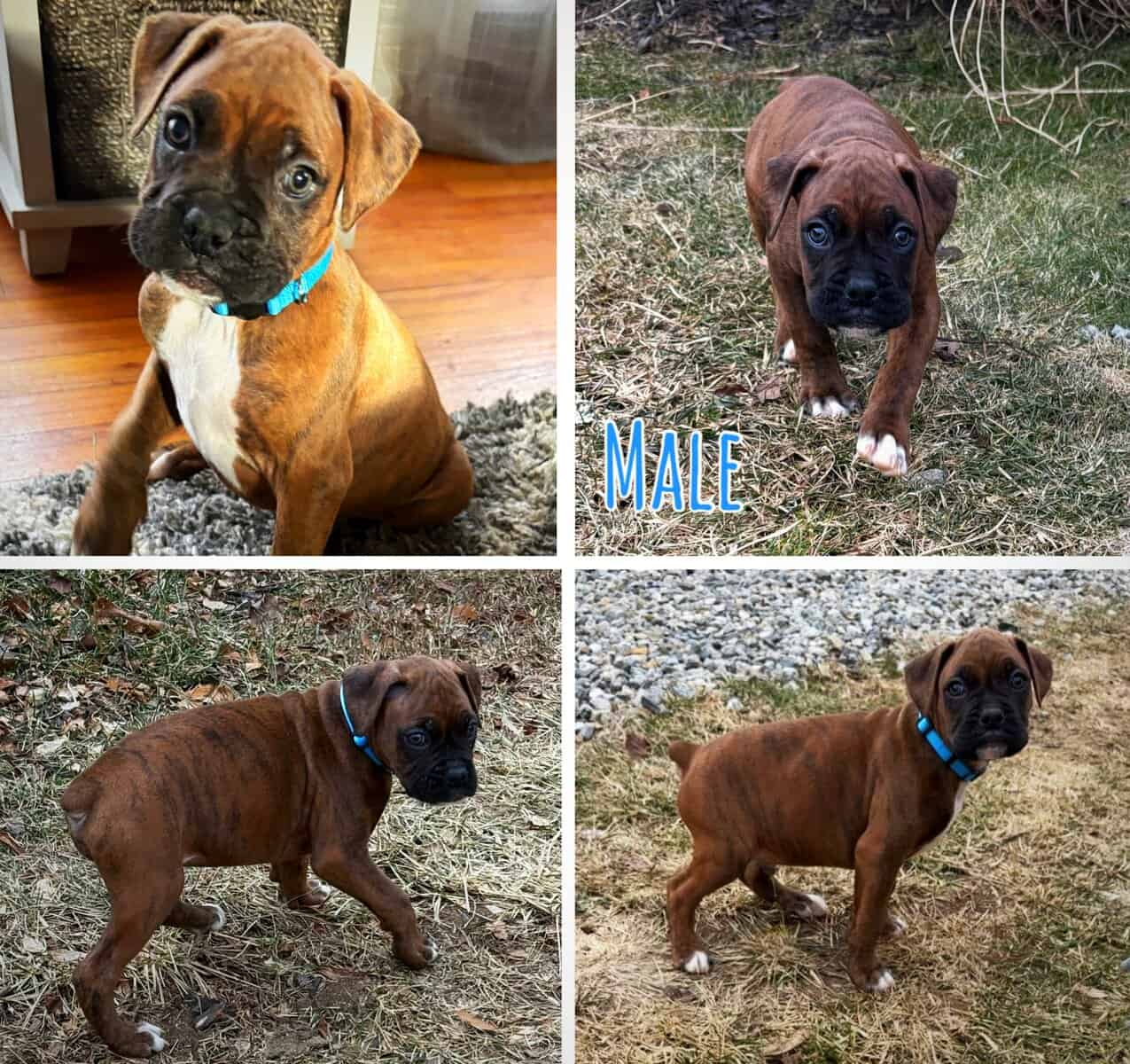 Boxer puppies image 9
