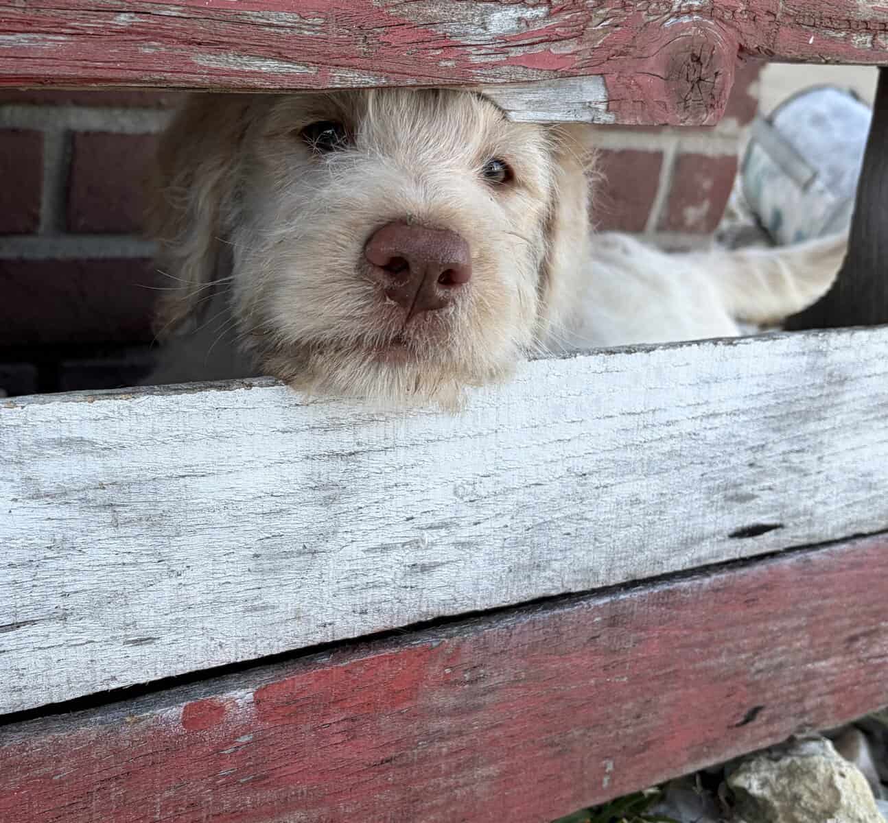 Labradoodle Puppy image 6